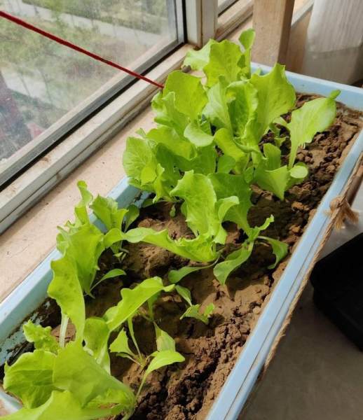 生菜全年种植指南