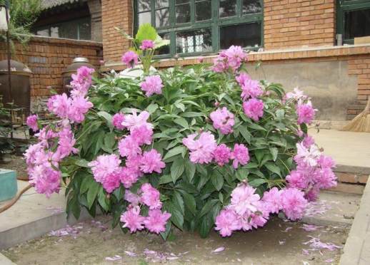 庭院花卉