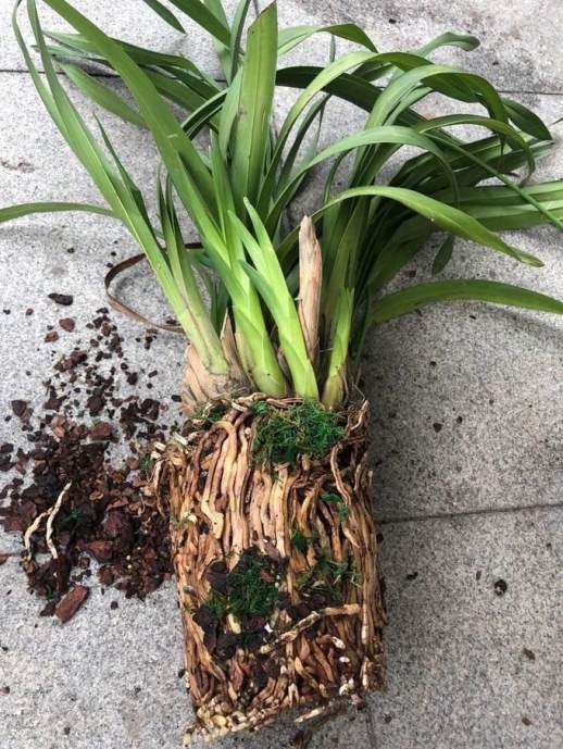 大花蕙兰的养殖方法和注意事项