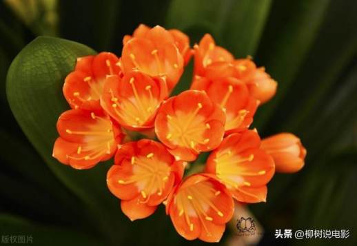 君子兰花期时间