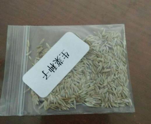 生菜全年种植指南