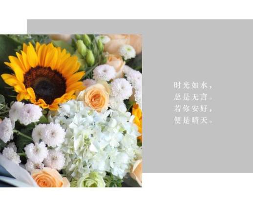 雏菊的花语和寓意