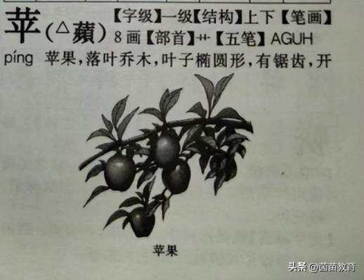 葡萄的拼音