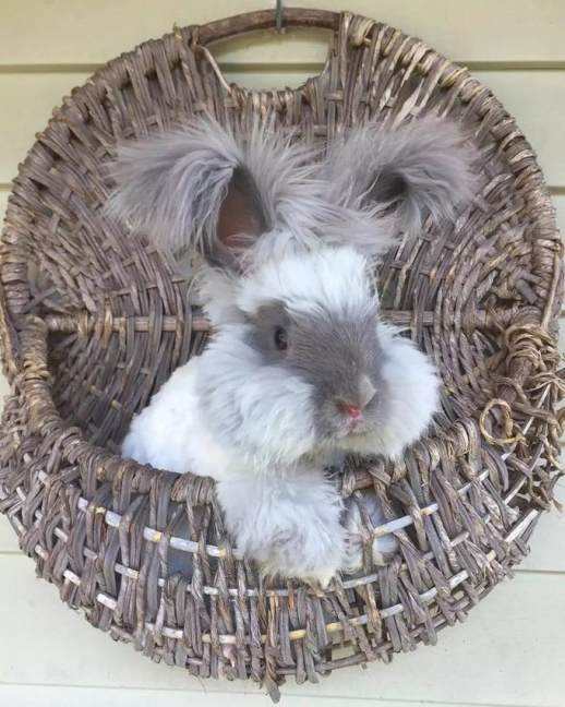 兔毛皮草