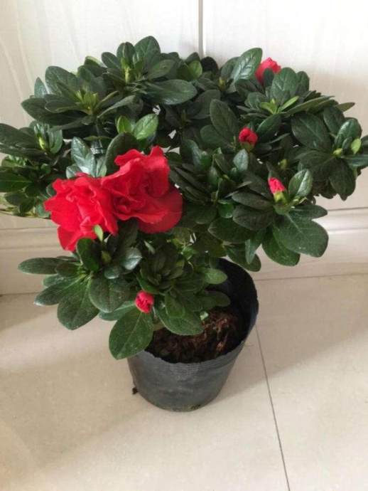 杜鹃花什么时候开花