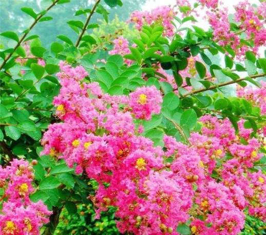 庭院花卉