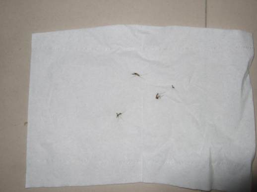 驱蚊灯有效吗