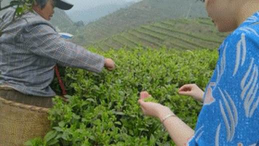 高山云雾茶