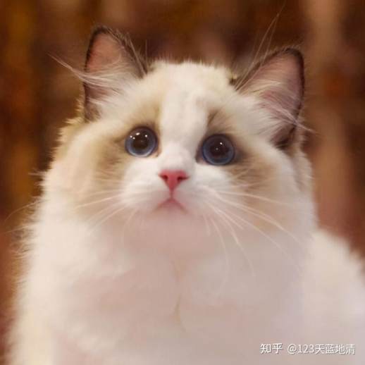 布偶猫多少钱一只