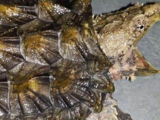 鳄龟吃什么食物
