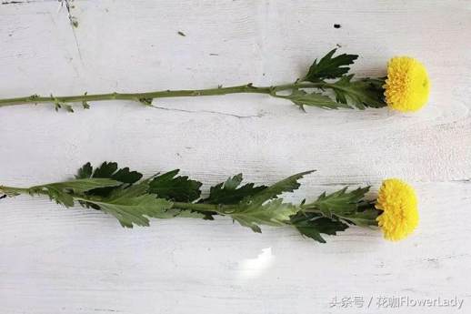 乒乓菊的花语