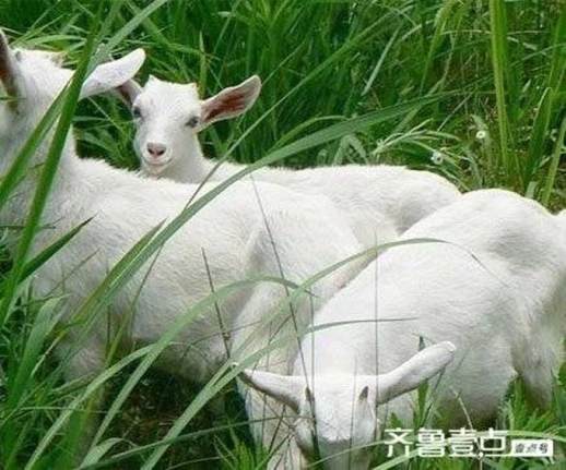 为什么来什么去