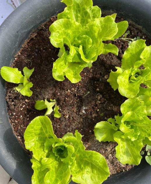 生菜全年种植指南