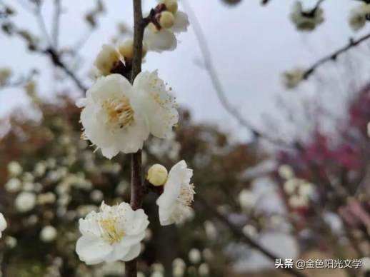 新学期学习成长计划