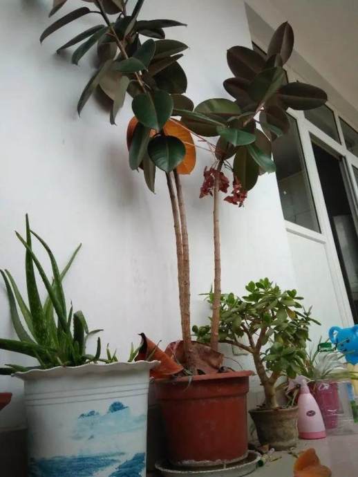 橡皮树修剪方法图解
