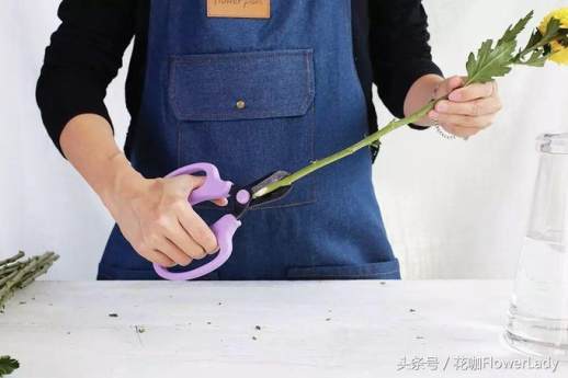 乒乓菊的花语