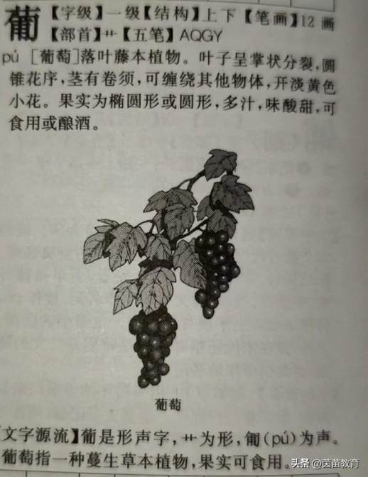 葡萄的拼音