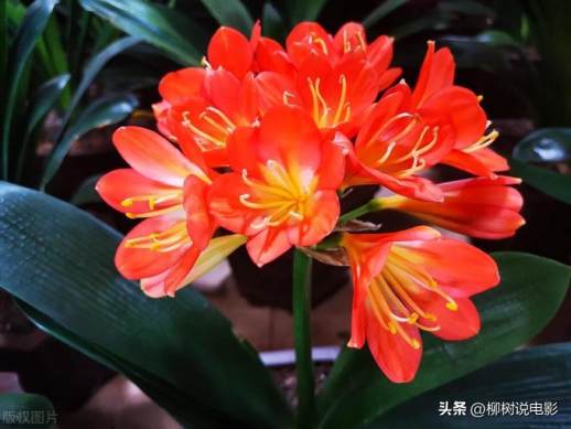 君子兰花期时间