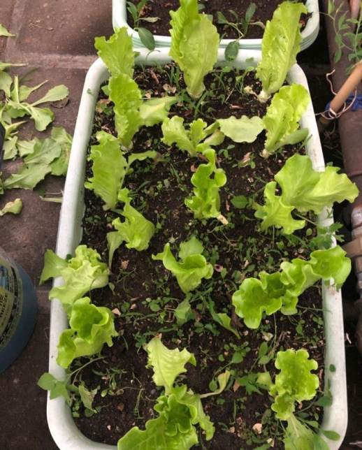 生菜全年种植指南