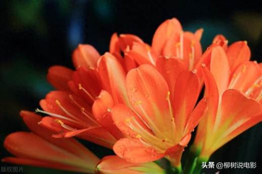 君子兰花期时间
