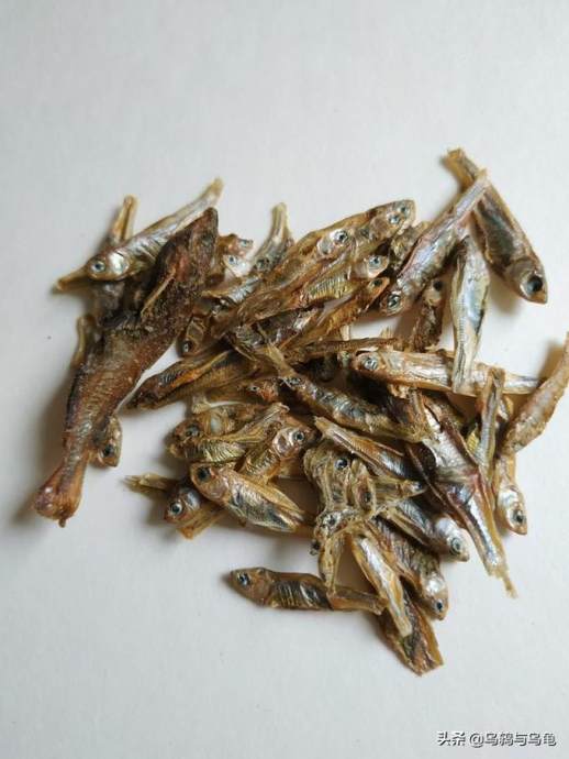 八哥鸟吃什么食物