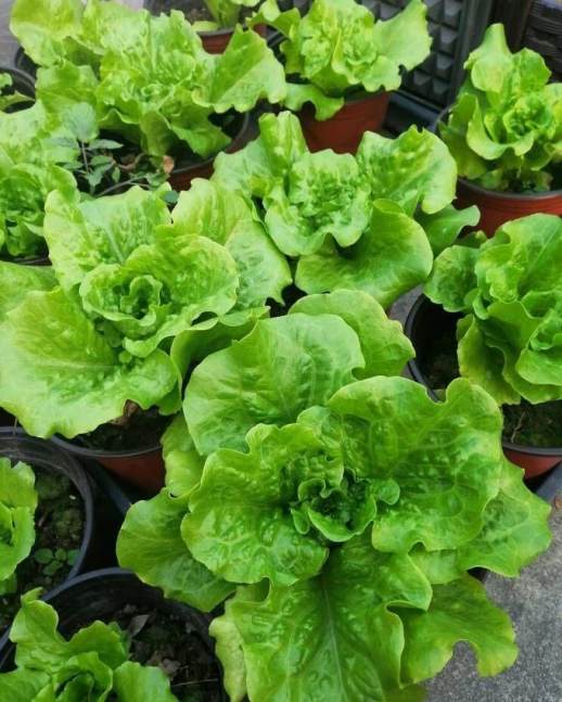 生菜全年种植指南
