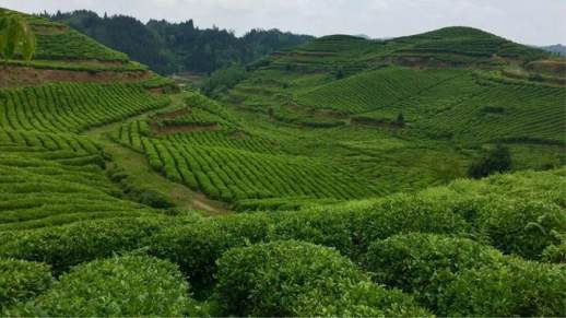 高山云雾茶