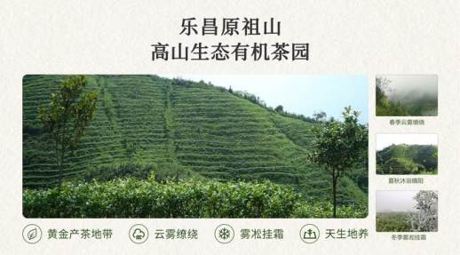 高山云雾茶