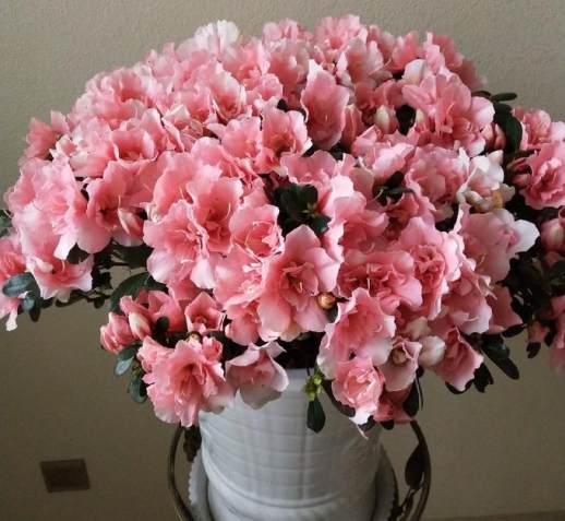 杜鹃花什么时候开花