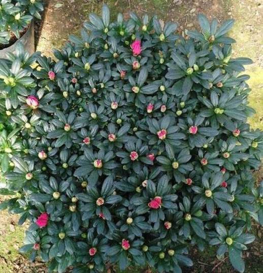 杜鹃花什么时候开花