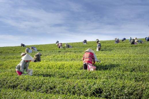 高山云雾茶