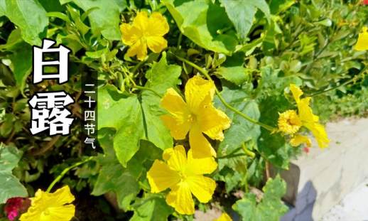 白露节气吃什么