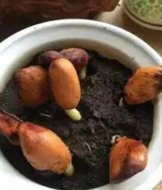 榴莲核怎么种盆栽