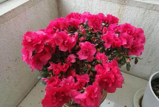 杜鹃花什么时候开花