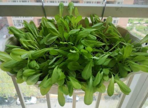 生菜全年种植指南