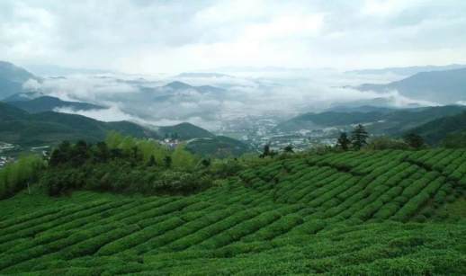 高山云雾茶