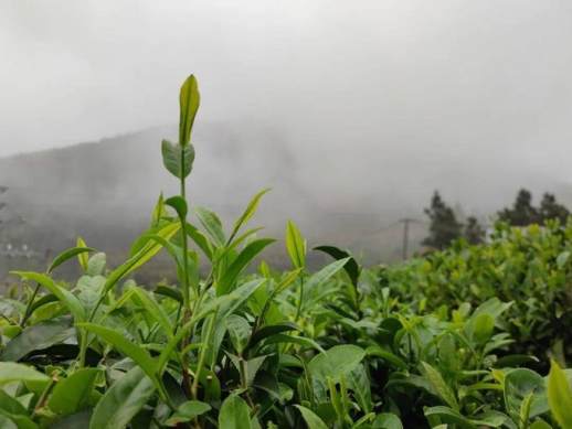高山云雾茶
