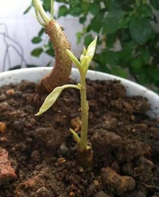 榴莲核怎么种盆栽
