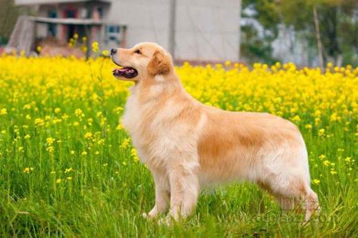 金毛犬怎么养