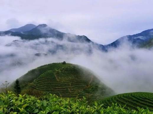 高山云雾茶