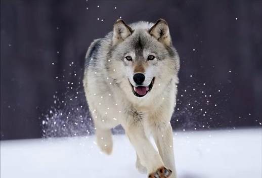 犬科动物实力排名