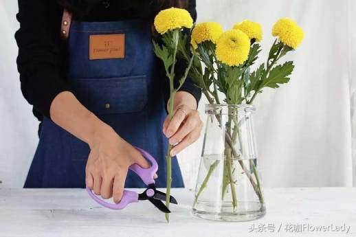 乒乓菊的花语