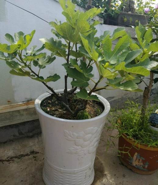 新鲜无花果轻松晒干