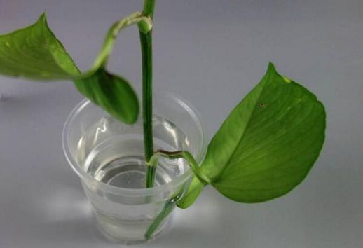 水培绿萝加白糖能生根_水培绿萝放糖