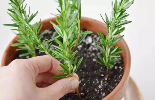 驱蚊植物有哪些_驱蚊的藤蔓植物有哪些