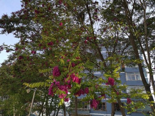香花槐图片_香花槐的花能吃吗