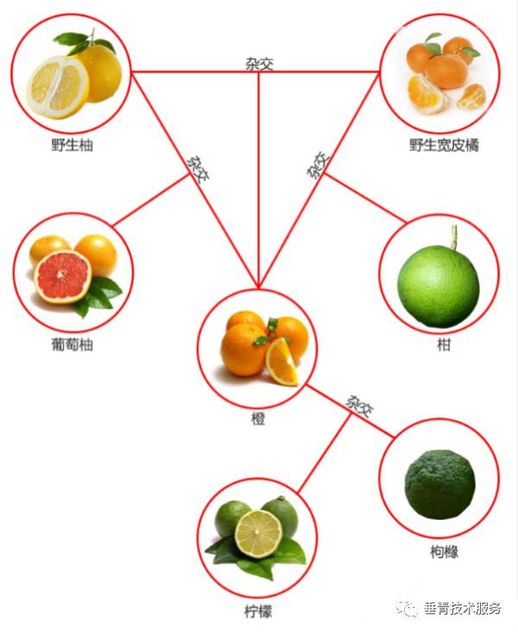 柑与橘与桔的区别_怎么区分桔和柑