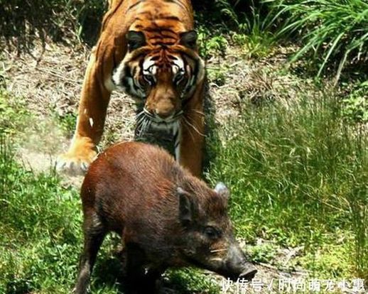 老猫拿耗子_老猫拿耗子的下一句