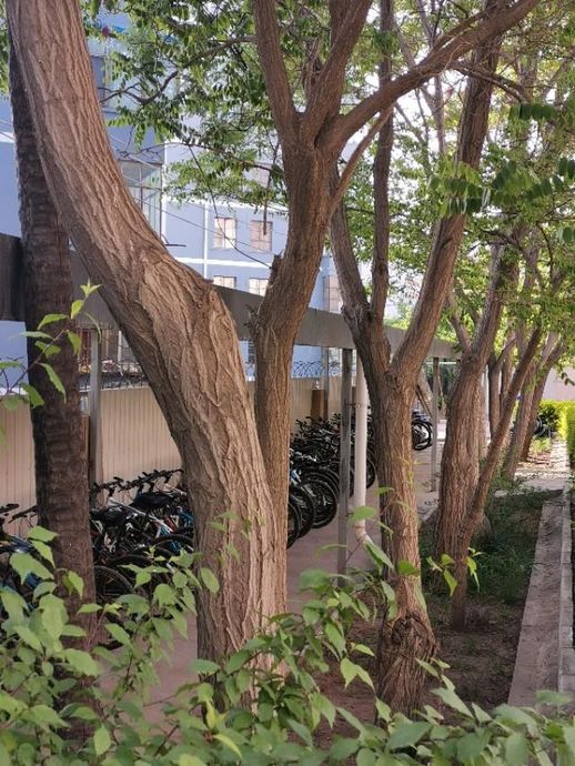 香花槐图片_香花槐的花能吃吗