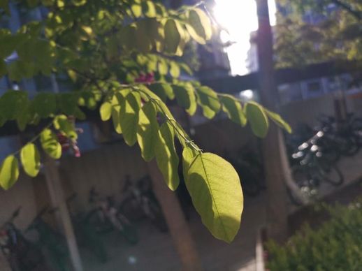 香花槐图片_香花槐的花能吃吗
